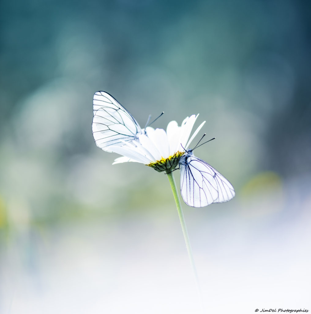 Soins palliatifs et d'accompagnement