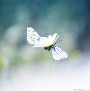 Soins palliatifs et d'accompagnement